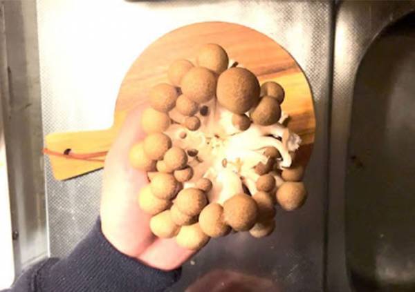 台所が汚れる石づきの処理　包丁不要の裏技に「全然散らばらない」