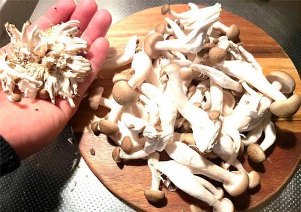 台所が汚れる石づきの処理　包丁不要の裏技に「全然散らばらない」