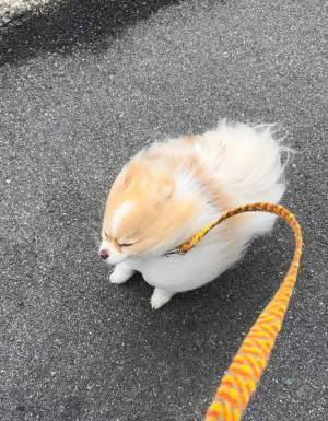 『春の嵐』の中、散歩したポメ　表情に「爆笑した」「敵の中心部に向かっているよう」