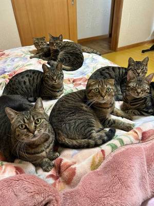 飼い主の『夫婦ケンカ』に愛猫たちが？　写真に「声出して笑った」「猫は正義」