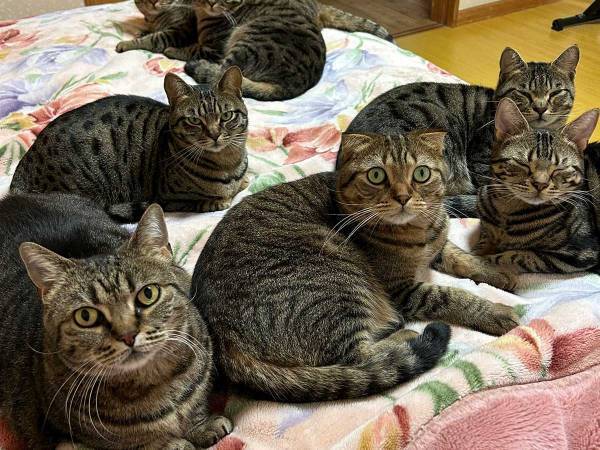 飼い主の『夫婦ケンカ』に愛猫たちが？　写真に「声出して笑った」「猫は正義」