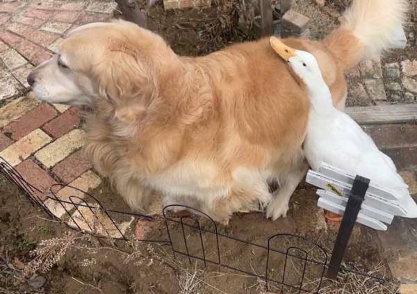 一緒に育った犬とアヒル　種を超えた『親友』に見せたアヒルの姿とは？　「本当仲よし」「癒される」