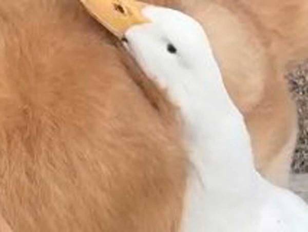 一緒に育った犬とアヒル　種を超えた『親友』に見せたアヒルの姿とは？　「本当仲よし」「癒される」