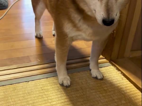 畳に穴を掘った柴犬　オチに「電車の中なのに吹き出した」