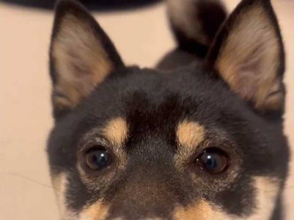 飼い主「お手！」　次の瞬間、柴犬がとった行動に「叫んだ」「悶絶級」