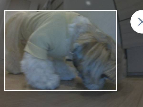 飼い主「悲報」　ロボット掃除機がとらえた『障害物』の正体が？