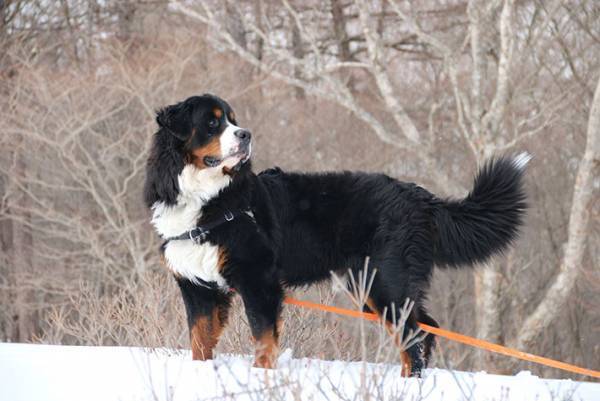 フワフワな子犬　成長した姿に「可愛すぎて参った」「推せる！」
