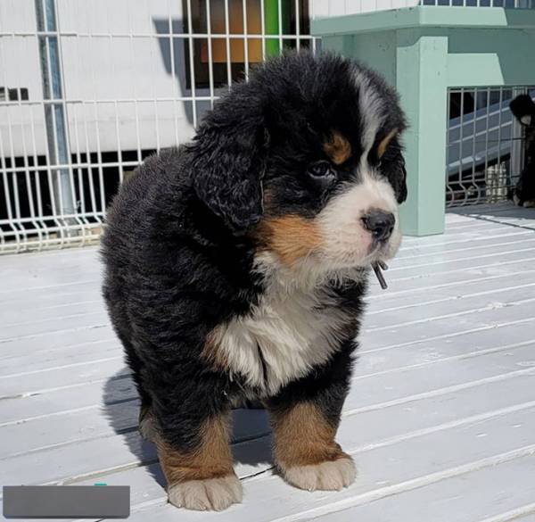 フワフワな子犬　成長した姿に「可愛すぎて参った」「推せる！」