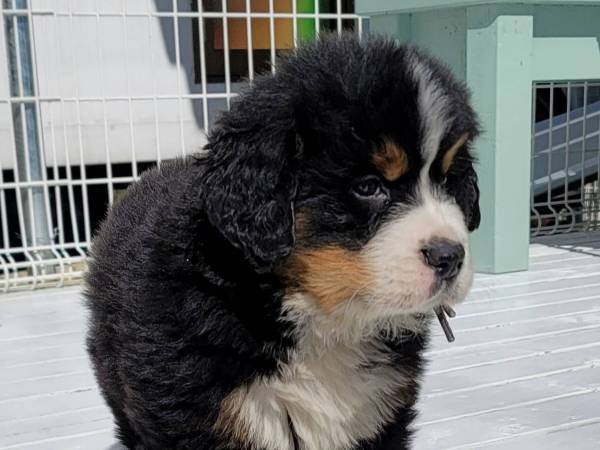 フワフワな子犬　成長した姿に「可愛すぎて参った」「推せる！」