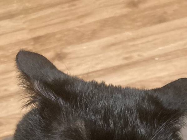 黒猫「ニンゲン絶対に許さん」　激怒の理由に「なんという理不尽」「解せぬ」