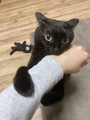 黒猫「ニンゲン絶対に許さん」　激怒の理由に「なんという理不尽」「解せぬ」