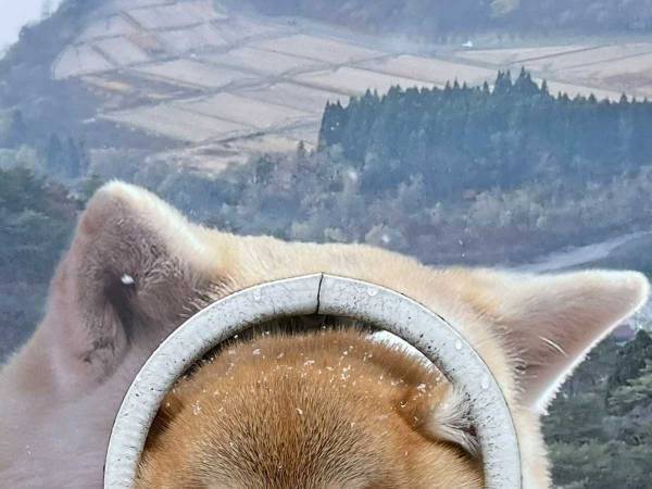 顔出しパネルを使って記念写真　柴犬の姿に「混乱した」「騙されるとこだった」