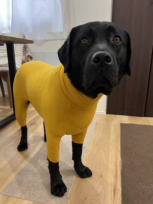 「もうそれにしか見えない」　犬に新しい服を買ったら…「これは笑う」