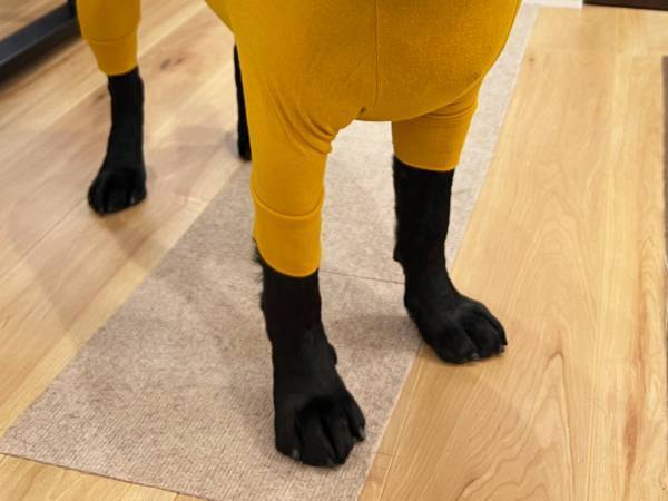 「もうそれにしか見えない」　犬に新しい服を買ったら…「これは笑う」