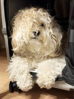 『あの人』にソックリすぎる犬　決定的な写真に「鼻水出た」「爆笑」