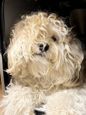 『あの人』にソックリすぎる犬　決定的な写真に「鼻水出た」「爆笑」