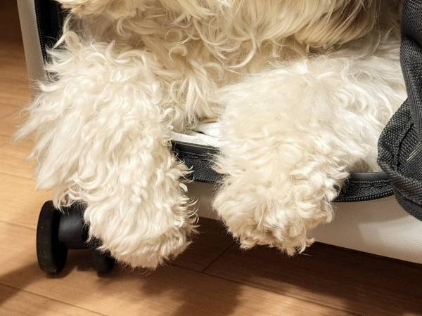 『あの人』にソックリすぎる犬　決定的な写真に「鼻水出た」「爆笑」