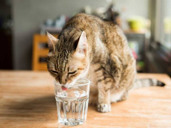 どこ見てるの…？　飼い主のグラスで水を飲む猫の『顔』に吹き出す！