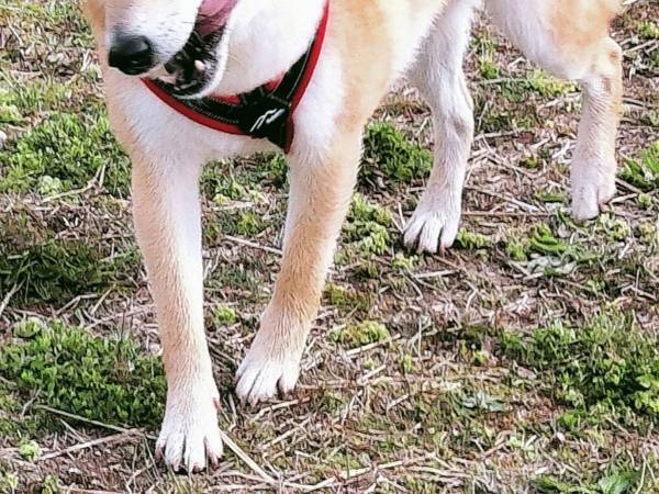 飼い主「奇跡の１枚」　写真に収めた柴犬の表情が？