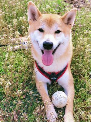 飼い主「奇跡の１枚」　写真に収めた柴犬の表情が？