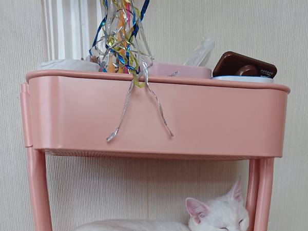 飼い主「毎回これ」　猫グッズを整理していると…？