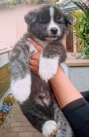 秋田犬の成長した姿に「優勝」「迫力がすごい」　ぬいぐるみのような子犬が？