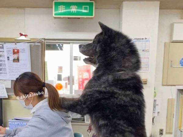 秋田犬の成長した姿に「優勝」「迫力がすごい」　ぬいぐるみのような子犬が？