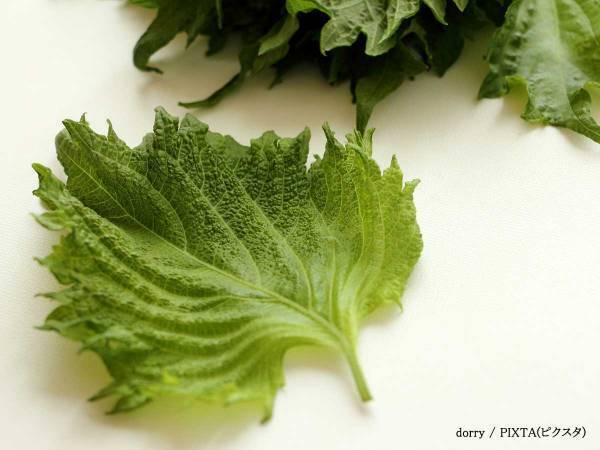 新鮮なまま長持ち　ダイソーの『大葉保存ケース』に「こんなの欲しかった」「優秀」