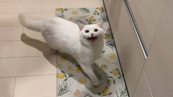 ご飯が欲しくて鳴く子猫が数年後？　２枚の写真に「嬉しそう」「表情が豊か」