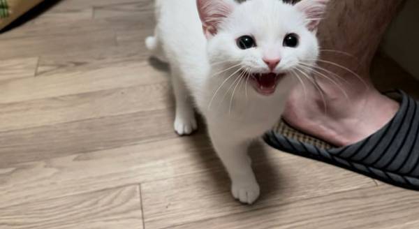 ご飯が欲しくて鳴く子猫が数年後？　２枚の写真に「嬉しそう」「表情が豊か」