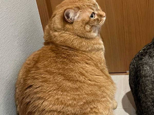 これぞ家族？　２匹の猫がシンクロした写真に「笑った」「見事なニャンクロ」