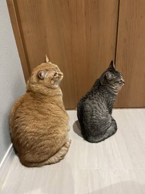 これぞ家族？　２匹の猫がシンクロした写真に「笑った」「見事なニャンクロ」