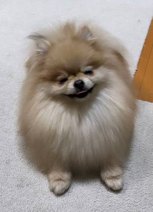 シャンプーで『整った』犬？　表情に「最高！」「人間みたい」