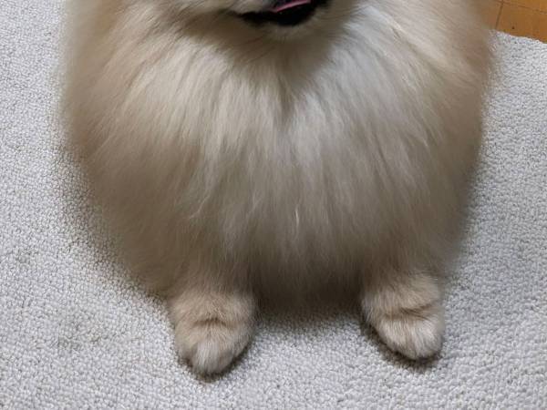 シャンプーで『整った』犬？　表情に「最高！」「人間みたい」