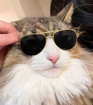 北欧猫がサングラスをかけるとこうなる！　その姿に「惚れた」「イケメン」