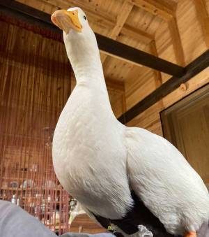 アヒルと暮らす男性　朝の習慣となっているアヒルの行動に「幸せな重量感」