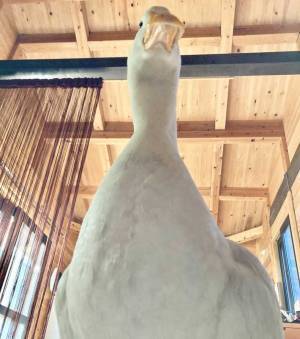 アヒルと暮らす男性　朝の習慣となっているアヒルの行動に「幸せな重量感」