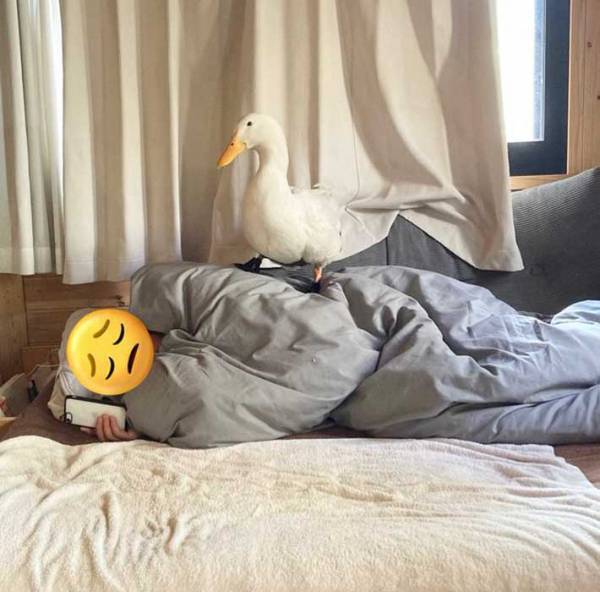 アヒルと暮らす男性　朝の習慣となっているアヒルの行動に「幸せな重量感」