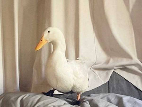 アヒルと暮らす男性　朝の習慣となっているアヒルの行動に「幸せな重量感」