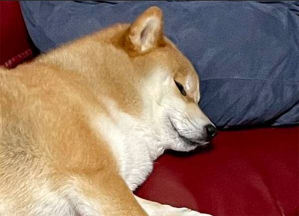 ソファーから離れた飼い主　戻ってくると愛犬が…「ずっとそこに寝てた…？」