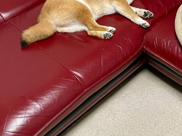 ソファーから離れた飼い主　戻ってくると愛犬が…「ずっとそこに寝てた…？」