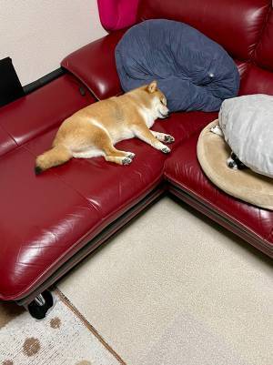 ソファーから離れた飼い主　戻ってくると愛犬が…「ずっとそこに寝てた…？」