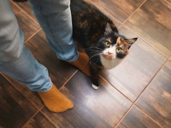 「本物を初めて見た」　足をケガした飼い主を見た猫の『行動』に吹き出す！