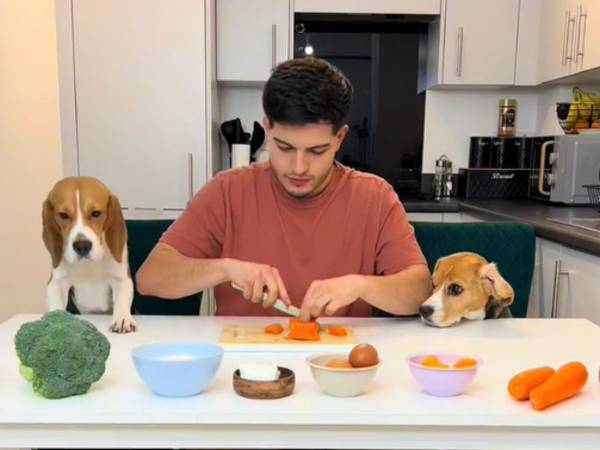 飼い主とビーグルの『料理動画』が完全にカオス！　「見事なチームワークだ」
