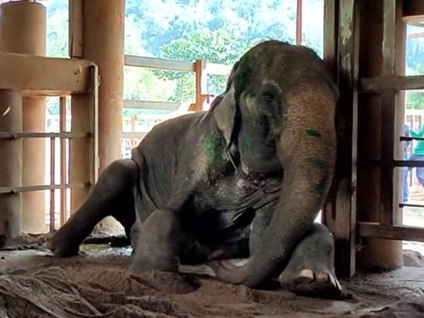 ８７歳のおばあさんゾウ　自由になれた瞬間の『行動』に「涙が止まらない」