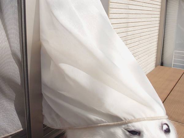 「得体のしれない何かが…」　窓から出てきた『白い生き物』を激写したら？