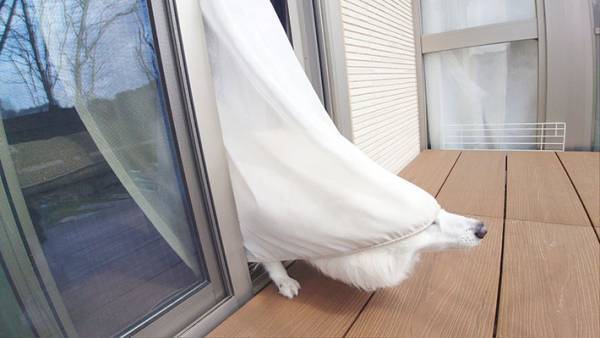 「得体のしれない何かが…」　窓から出てきた『白い生き物』を激写したら？