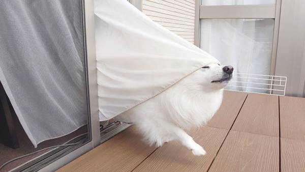 「得体のしれない何かが…」　窓から出てきた『白い生き物』を激写したら？