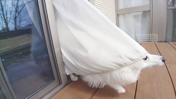 「得体のしれない何かが…」　窓から出てきた『白い生き物』を激写したら？