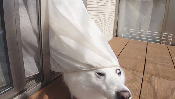 「得体のしれない何かが…」　窓から出てきた『白い生き物』を激写したら？